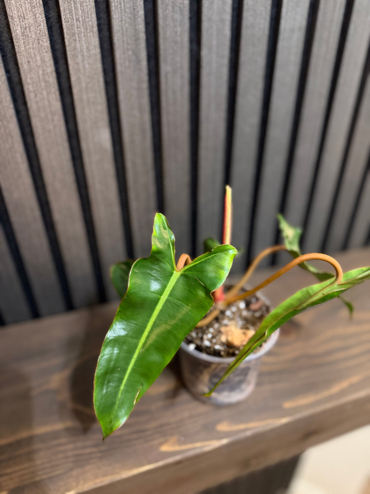 Philodendron Billietiae 4”pot - Chunky soil mix and clear pot included