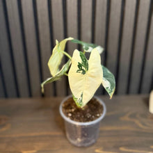 Alocasia Frydek Variegated 4” pot - Clear pot included