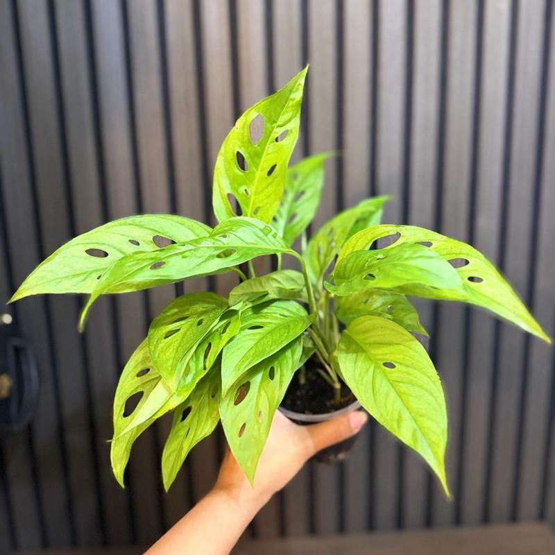Monstera Adasonii (Swiss cheese) 4”pot - Chunky soil and clear pot included