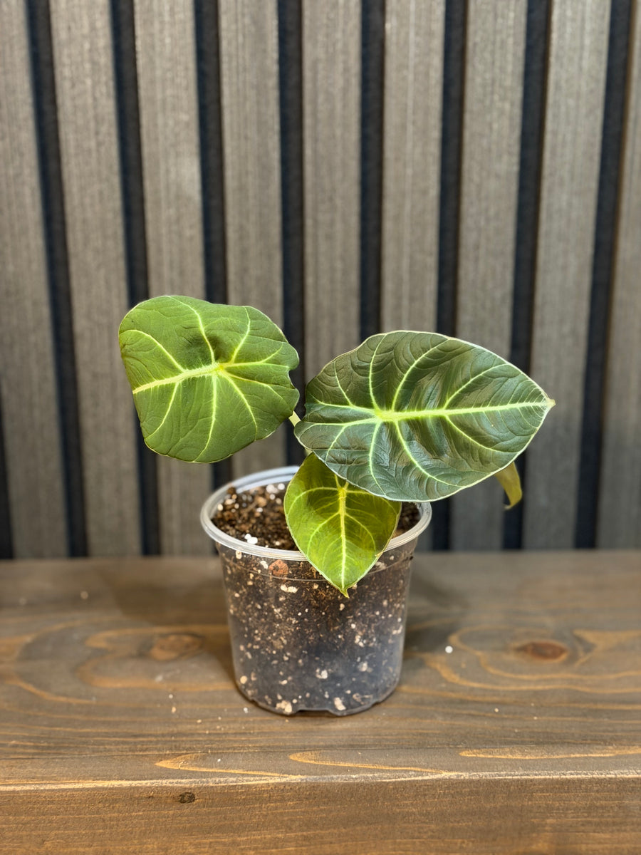 Alocasia Black Velvet 4” pot - Chunky soil and clear pot included