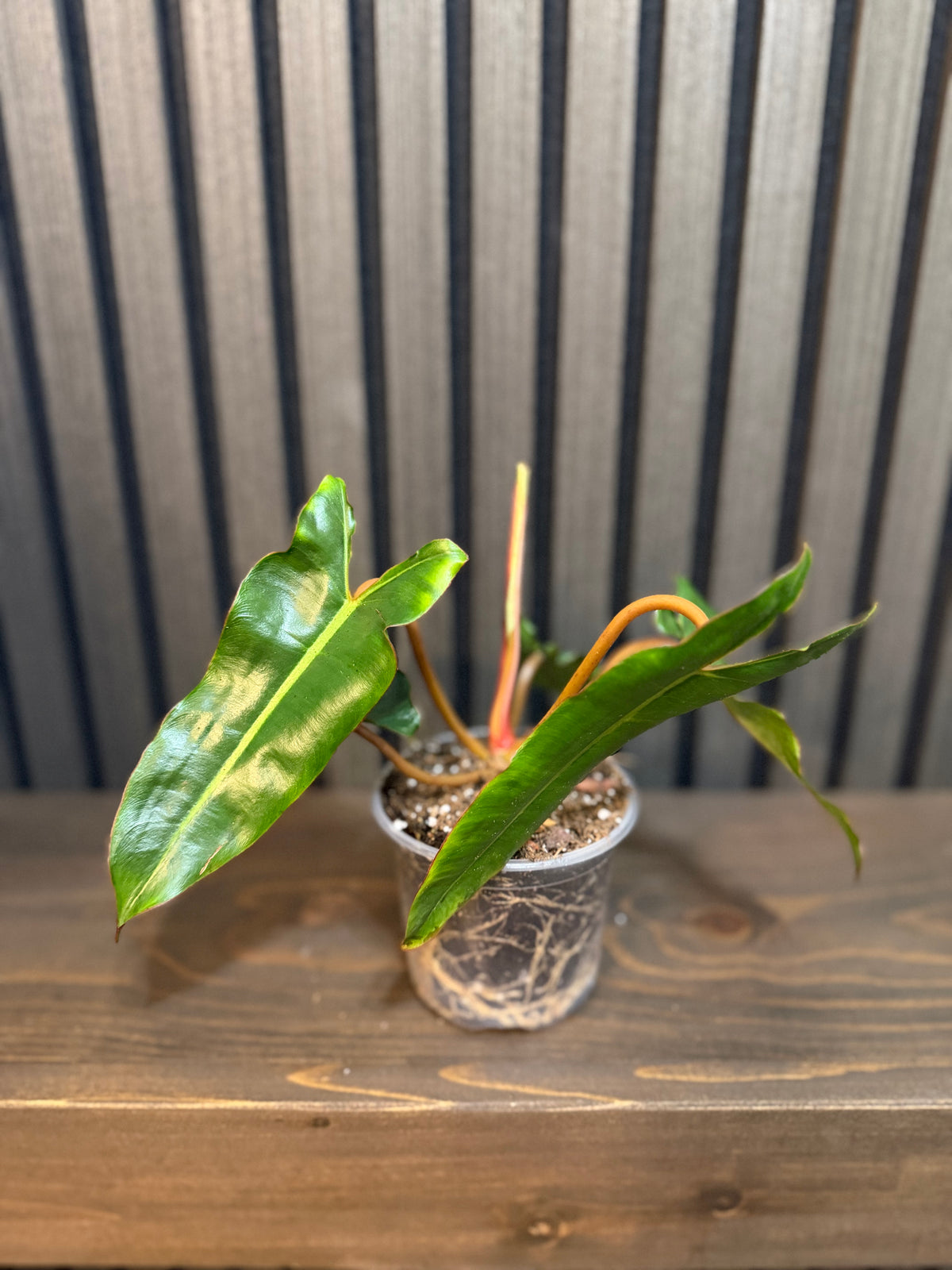 Philodendron Billietiae 4”pot - Chunky soil mix and clear pot included