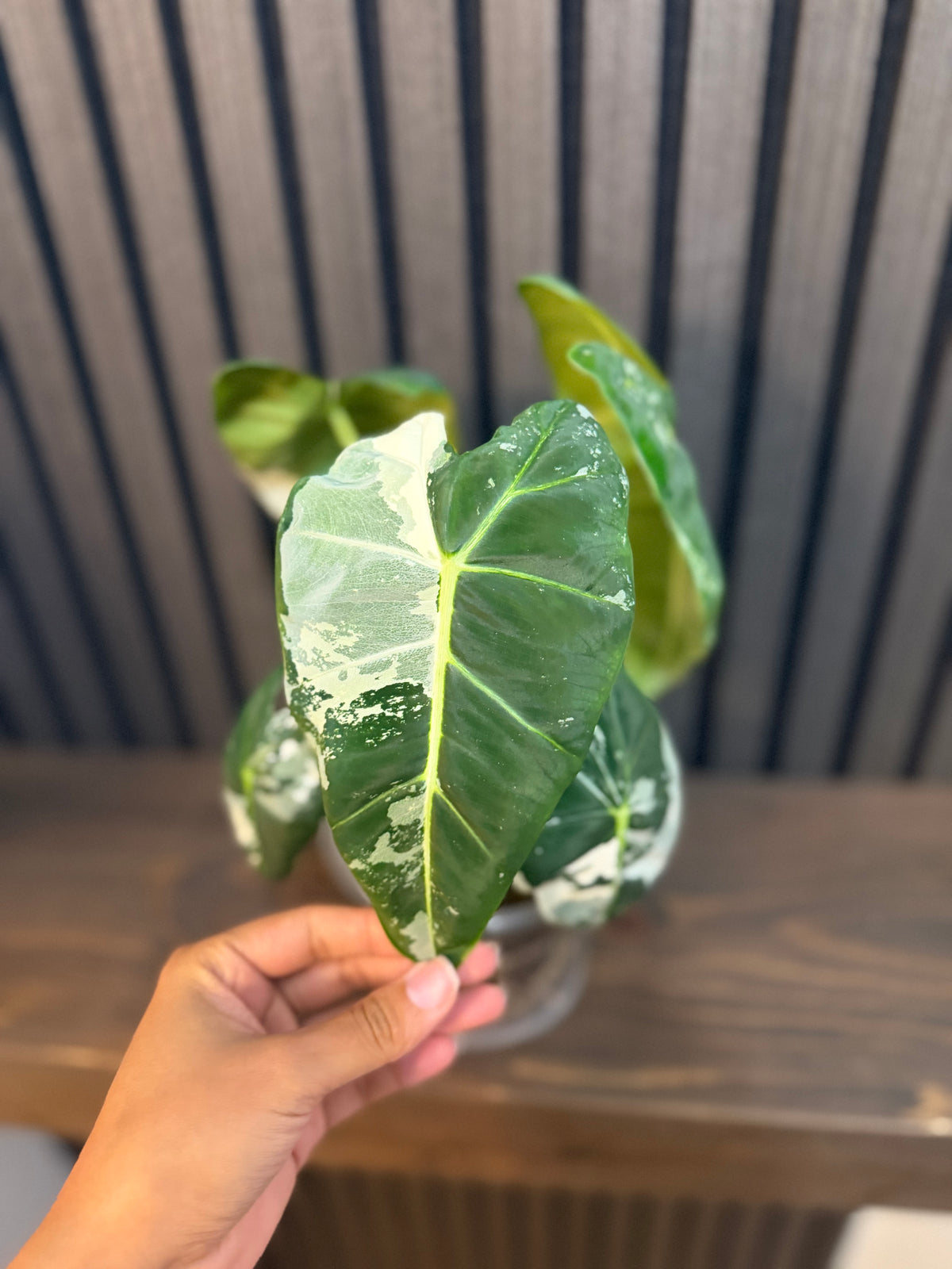 Variegated Alocasia Frydek - 5” Pot, Chunky Soil, Clear Pot Included