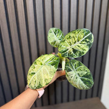Variegated Alocasia Ninja Tricolor - 4” Pot (Growers Choice), Clear Pot Included