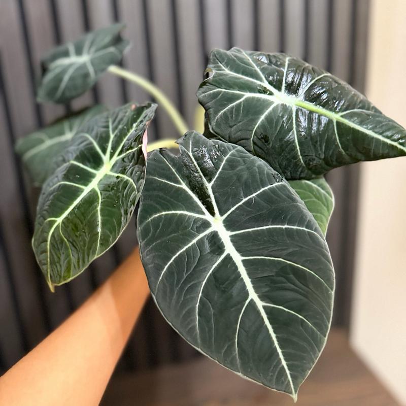 Huge Alocasia Black Velvet 4”pot - Clear pot and chunky soil included