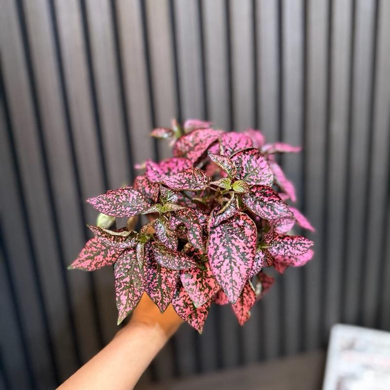 Pink Polka Dot Plant - 4” Pot, Chunky Soil Mix, and Clear Pot Included