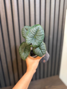 Alocasia Melo 4” pot - Chunky soil mix and clear pot included