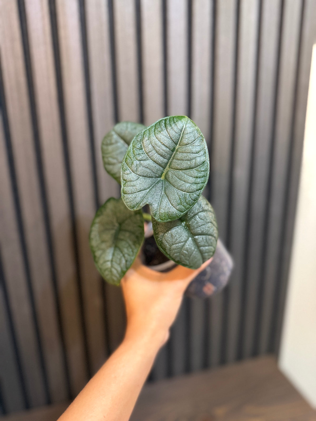 Alocasia Melo 4” pot - Chunky soil mix and clear pot included