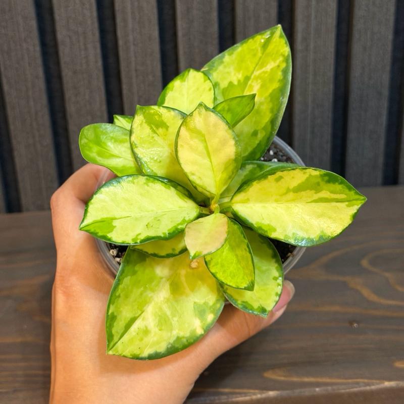 Hoya Australis Lisa - 4” Pot, Includes Chunky Soil and Clear Pot
