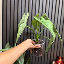 Huge Alocasia Dragon’s breathe 5” pot - Clear pot included