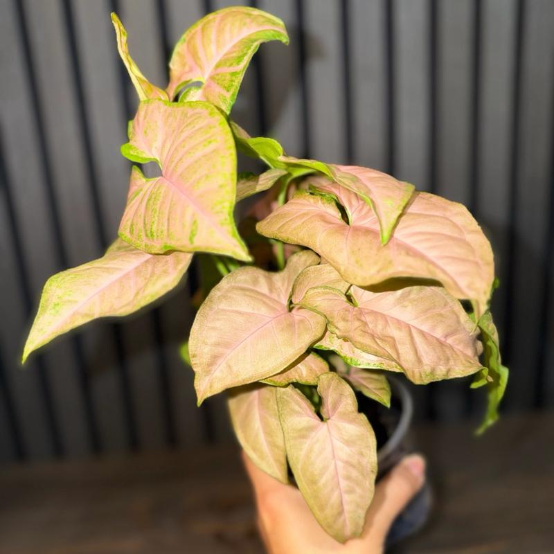Neon Pink Syngonium 4” Pot - Includes Clear Pot and Chunky Soil