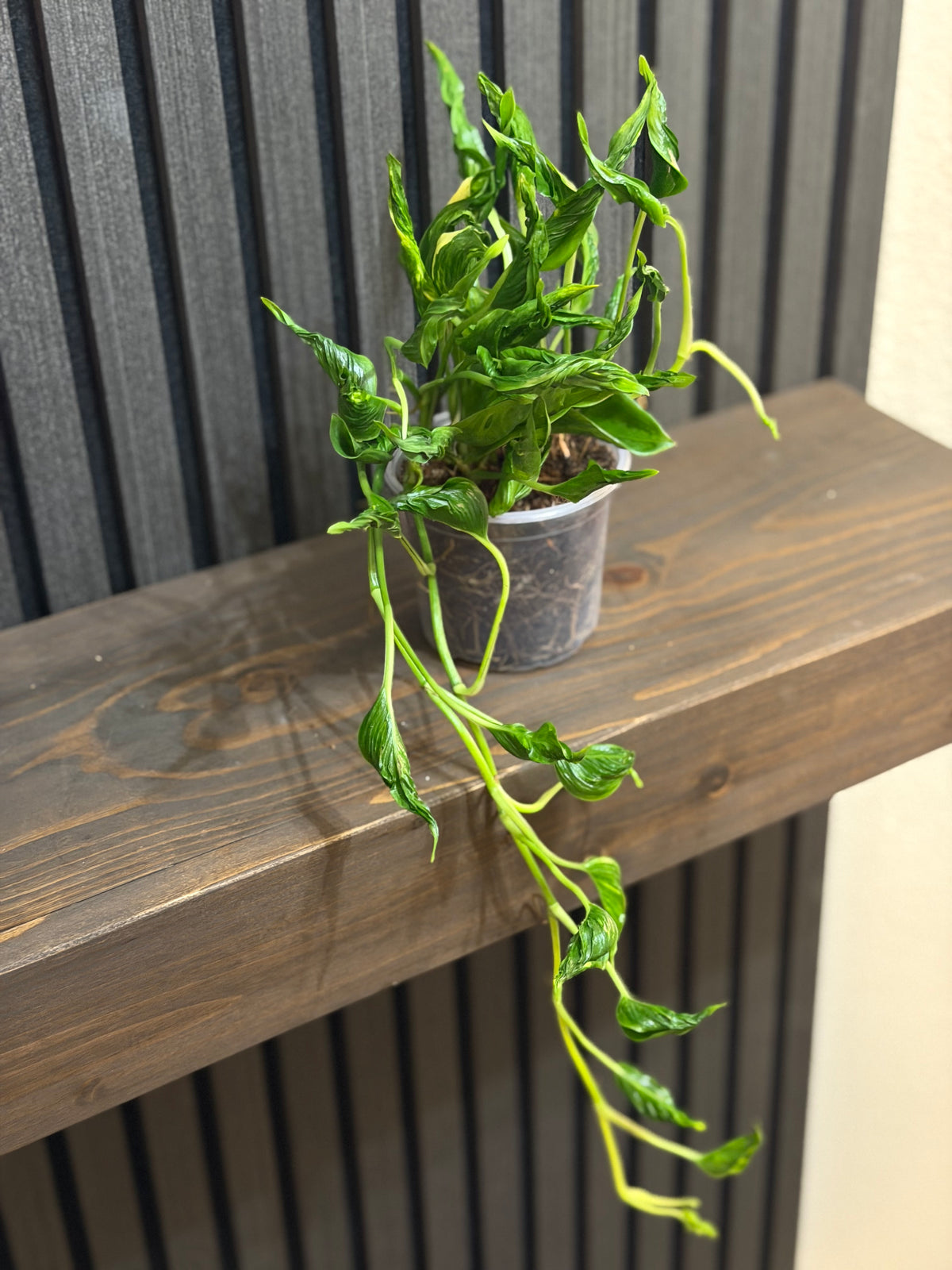 Pothos Shangri La 4”pot - Chunky soil mix and clear pot included