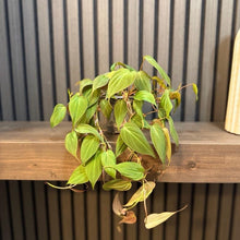 Philodendron Micans 4” pot - Chunky soil and clear pot included