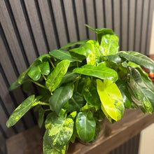 Variegated Philodendron Burle Marx 6”pot - Clear pot included
