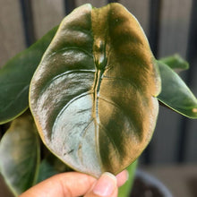 Alocasia Cuprea Red Secret 4” pot - Clear pot included
