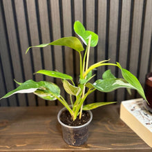 Philodendron White Princess 4” pot - Clear pot included