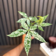 Variegated Money Tree 4”pot - Clear pot included