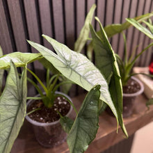 Huge Alocasia Dragon’s breathe 5” pot - Clear pot included