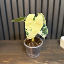 Alocasia Frydek Variegated 4” pot - Clear pot included