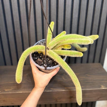 Rare Monkey Tail Cactus - 6 in Pot with Hanging Basket and Clear Pot