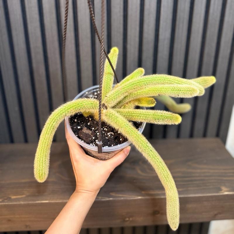 Rare Monkey Tail Cactus - 6 in Pot with Hanging Basket and Clear Pot