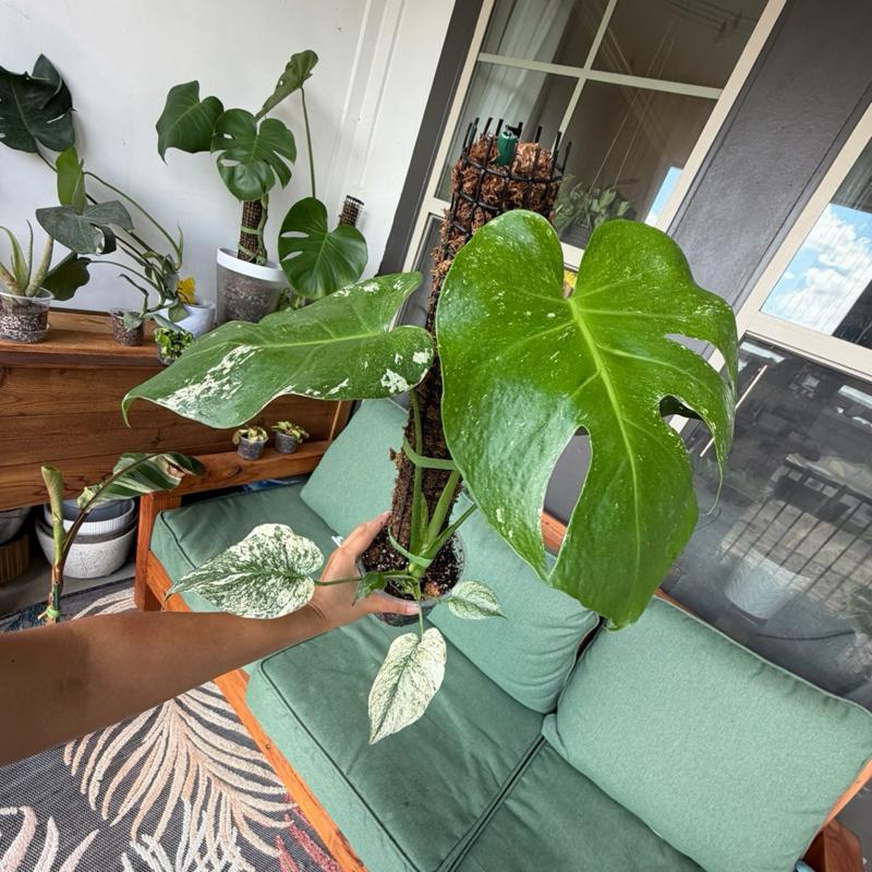 Monstera White Monster 5” pot - Moss pole, chunky soil and clear pot included