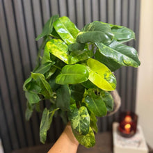 Variegated Philodendron Burle Marx 6”pot - Clear pot included