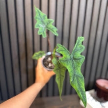 Alocasia Jacklyn 4” pot - Clear pot included