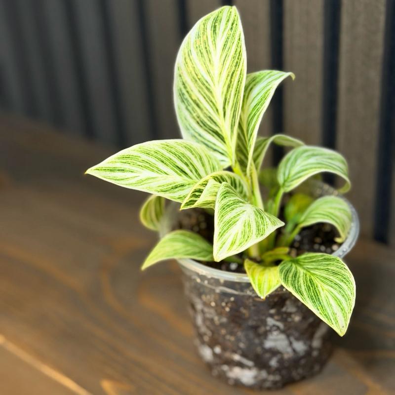 Philodendron Birkin in 4” Pot - Includes Chunky Soil and Clear Pot
