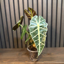 Alocasia Polly - 4” Potted in Clear Pot with Included Chunky Soil