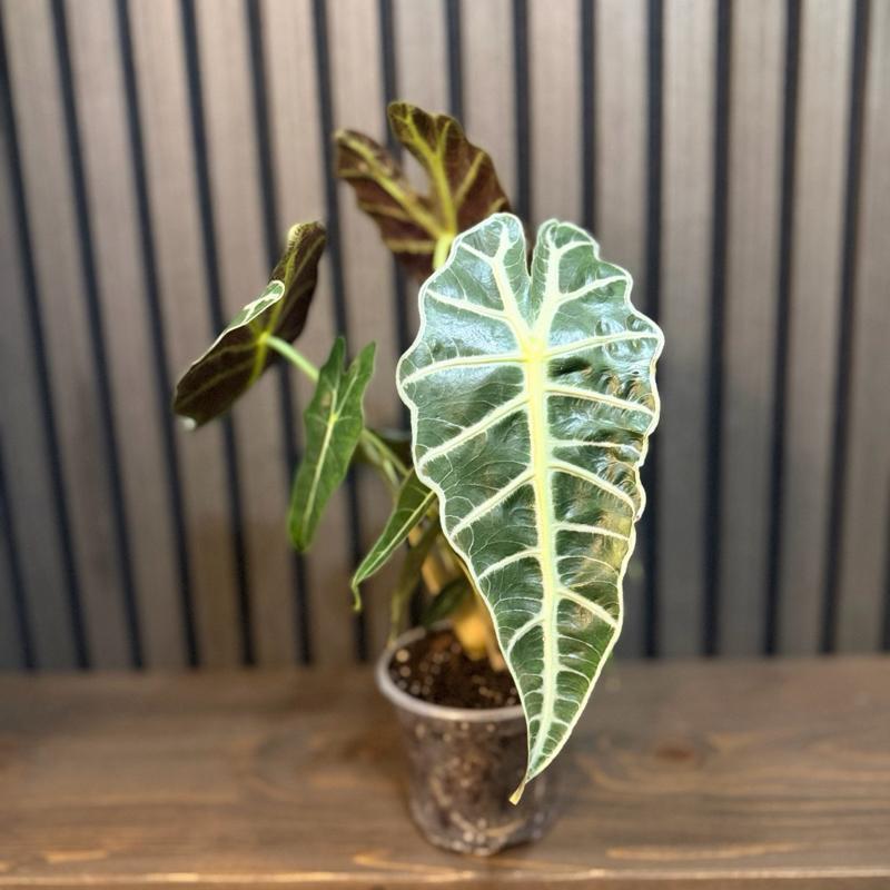 Alocasia Polly - 4” Potted in Clear Pot with Included Chunky Soil