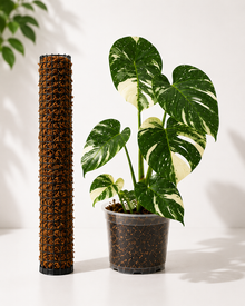Handmade Moss Pole different sizes