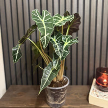 Huge Alocasia Polly - 2 plants in one 6”pot - clear pot included
