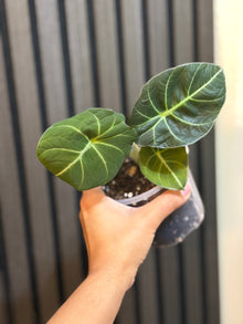 Alocasia Black Velvet 4” pot - Chunky soil and clear pot included