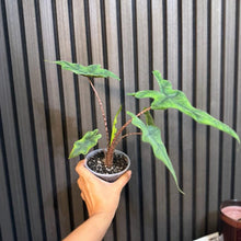 Alocasia Jacklyn 4” pot - Clear pot included