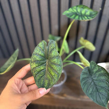 Alocasia Dragon Scale Mint 4”pot - Clear pot included