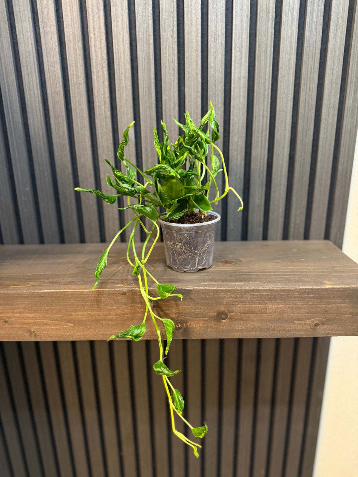 Pothos Shangri La 4”pot - Chunky soil mix and clear pot included