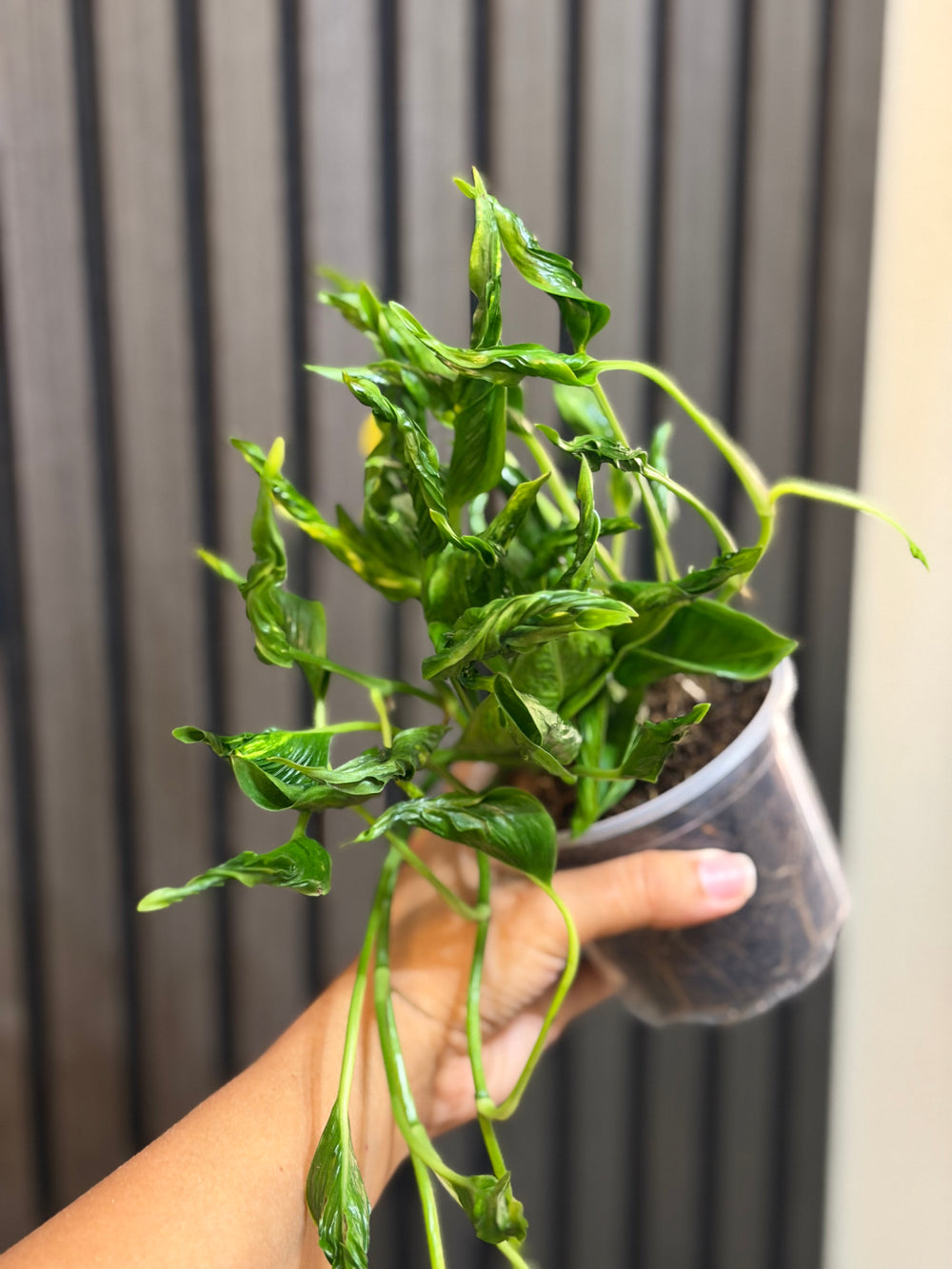 Pothos Shangri La 4”pot - Chunky soil mix and clear pot included