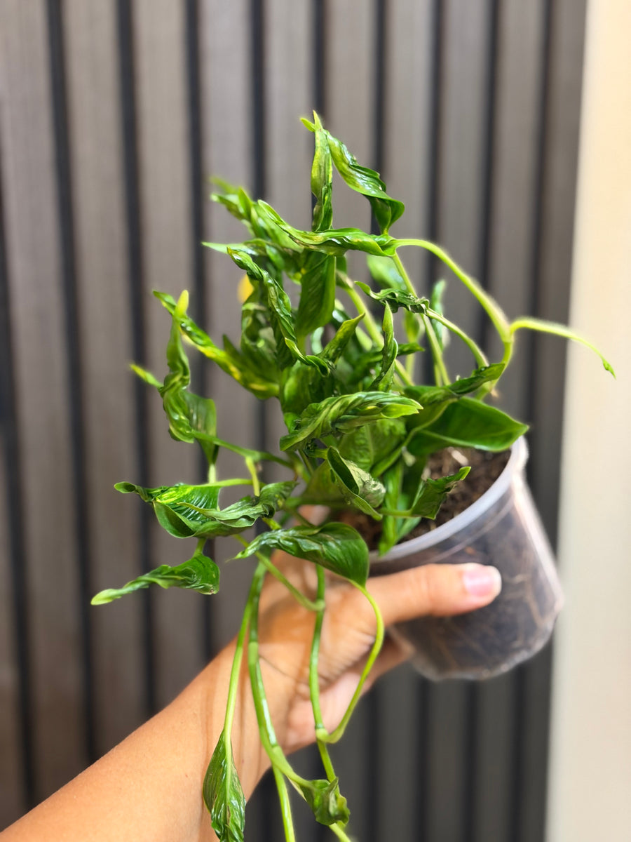 Pothos Shangri La 4”pot - Chunky soil mix and clear pot included