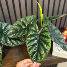 Alocasia Quilted Dream 5” pot - clear pot included