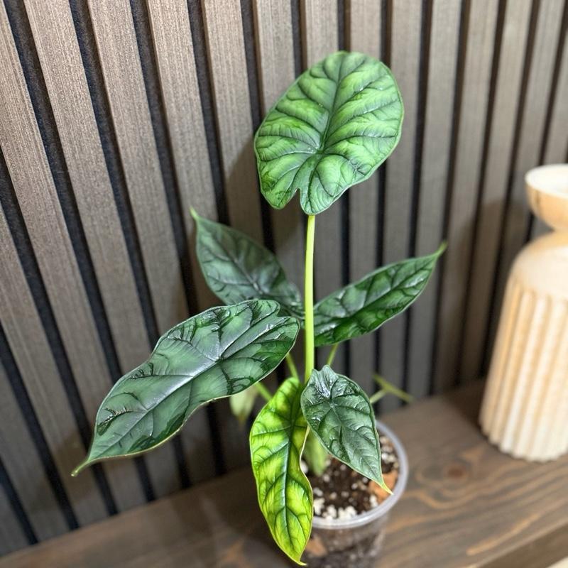 Alocasia Dragon Scale 5”pot, Chunky soil and clear pot included