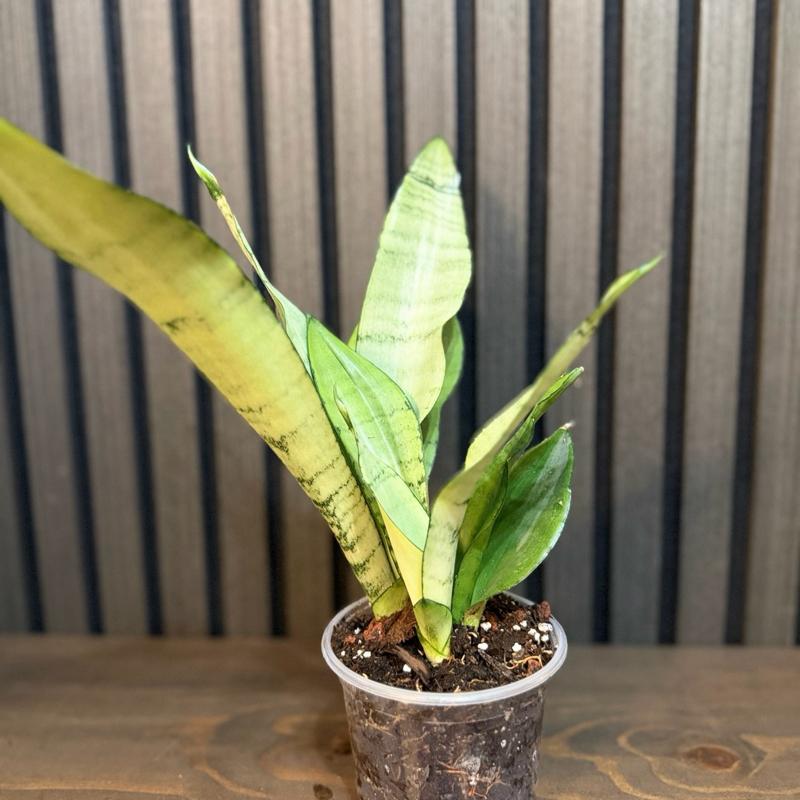 Sanseviera Moonshine 4”pot, clear pot and chunky soil included