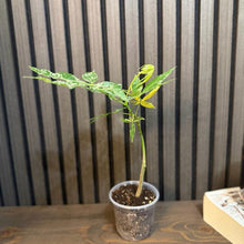 Variegated Money Tree 4”pot - Clear pot included