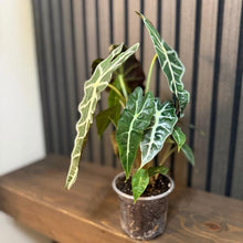 Alocasia Polly - 4” Potted in Clear Pot with Included Chunky Soil