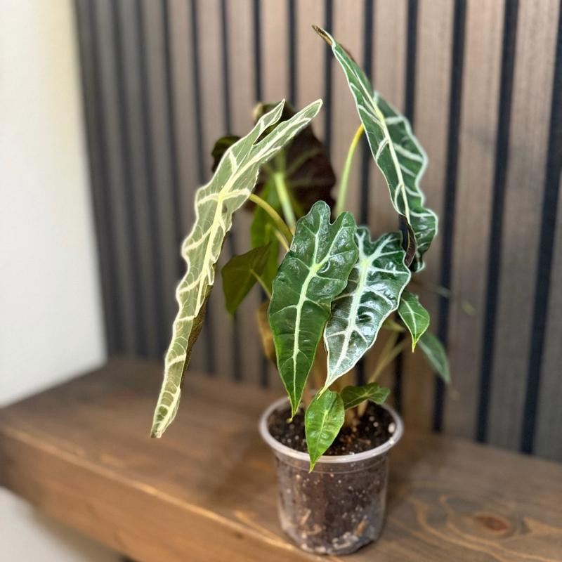 Alocasia Polly - 4” Potted in Clear Pot with Included Chunky Soil