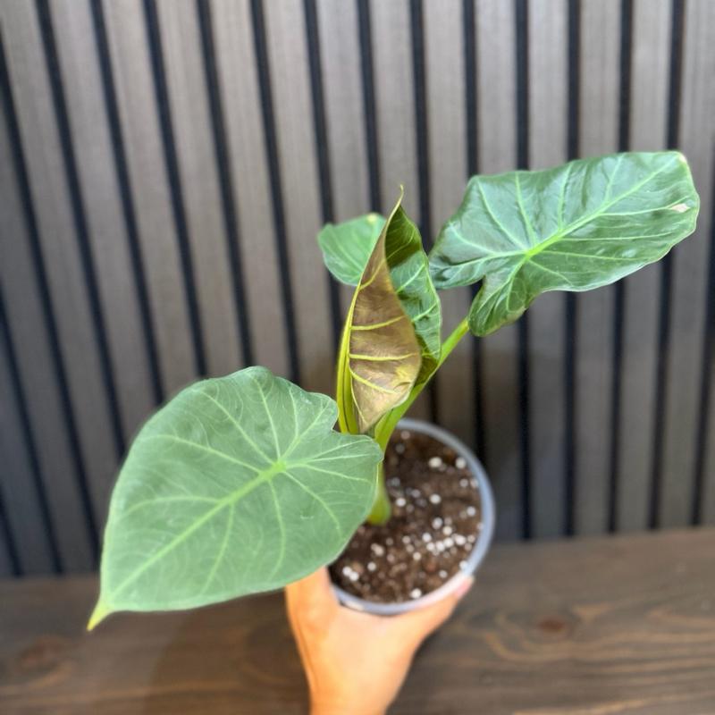 Alocasia Regal Shield- 5” Pot with Clear Pot and Chunky Soil Included