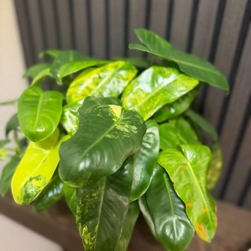 Variegated Philodendron Burle Marx 6”pot - Clear pot included