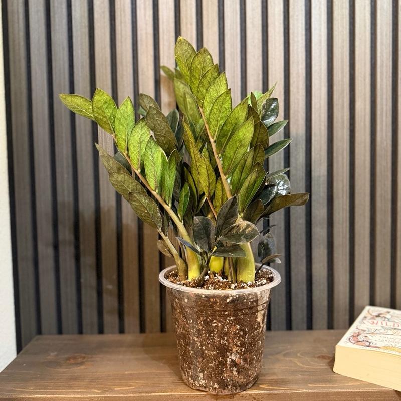 Huge ZZ Black Raven 7” - chunky soil and clear pot included