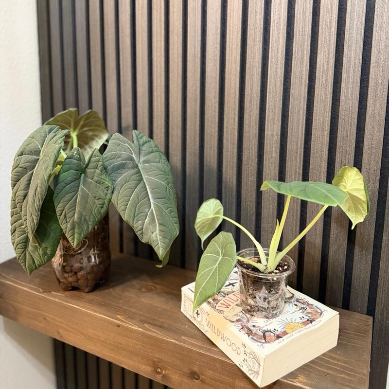 Alocasia Maharani 4”pot Growers choice, Chunky soil mix and clear pot included
