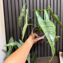 Huge Alocasia Dragon’s breathe 5” pot - Clear pot included