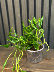 Pothos Shangri La 4”pot - Chunky soil mix and clear pot included